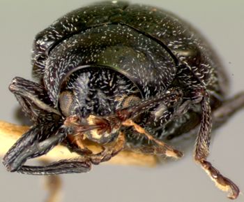 Media type: image;   Entomology 28395 Aspect: head frontal view